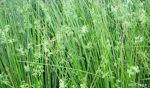 香蒲的民间传说