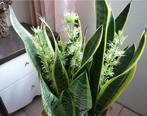 虎皮兰小苗怎么长得快？浇水、施肥、光照