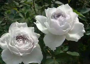 月季生长的三个关键时期