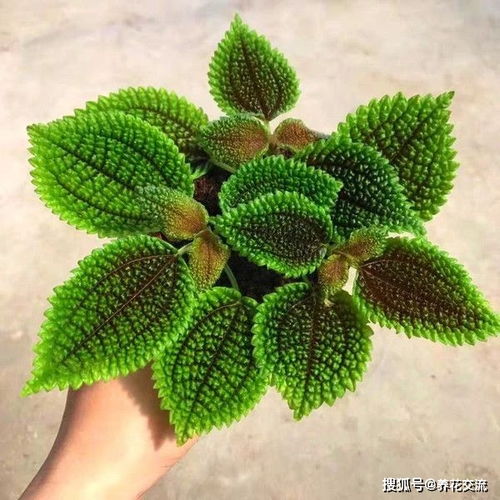 冰水花的冬季养护秘籍