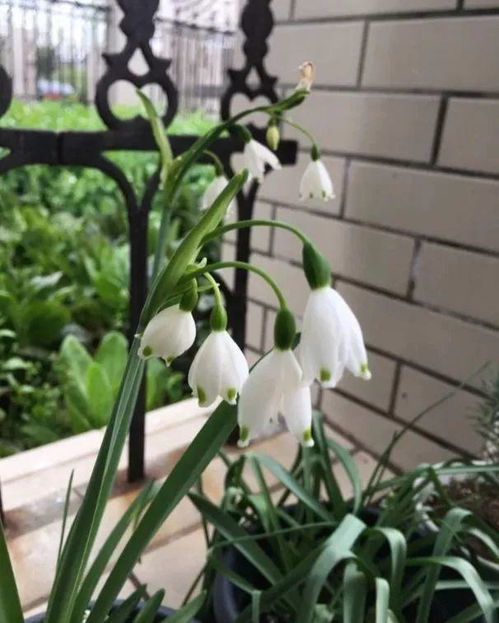 庭院养护：玉簪花的种植