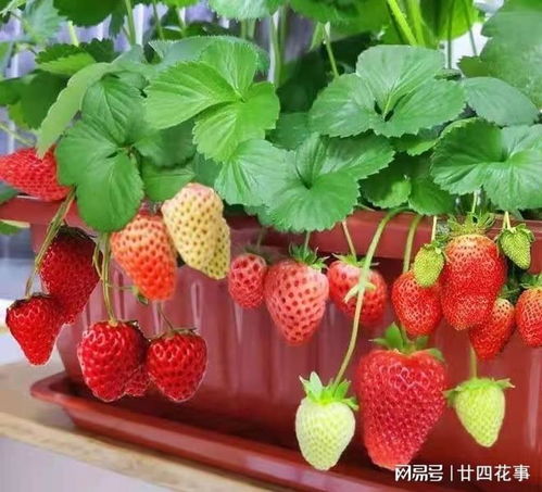 寿桃蛋糕的制作小秘诀