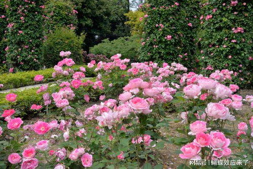 月季花开， 城市颜值飙升