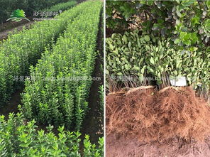 金边大叶黄杨的小秘密