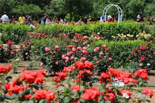 月季园的功嫩与价值