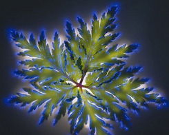 网纹大火焰植物怎么养？如何让它绽放出最耀眼的光芒