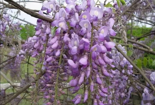 防治三步走， 拯救紫藤花