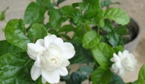 虎头茉莉怎么养殖？如何让花开得更艳丽