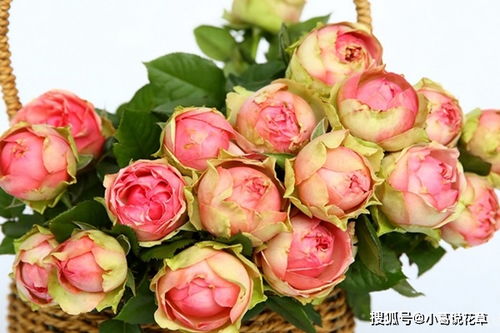 火龙果月季：蔷薇科中的美丽使者