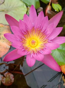 耐寒蓝色睡莲：Hardy Blue