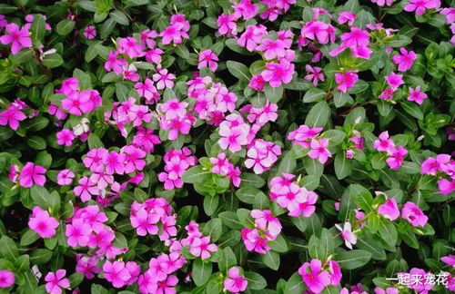 北方冬季有暖气怎么养？