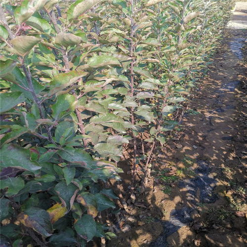 河北冠中园林绿化工程有限责任公司：历史悠久， 绿化专家