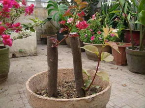 北京地区种花选哪种抗寒品种好？