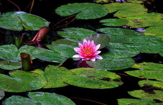 睡莲种植，土壤选哪种好呢？