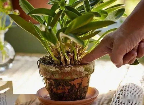 室内植物浇水频率是多久一次？如何判断是否需要浇水