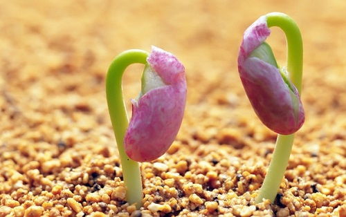 种皮处理决定成败