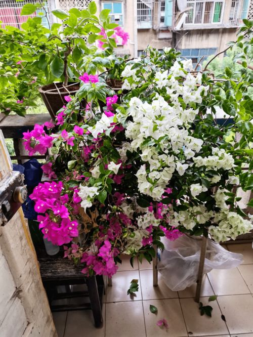 北方养花必养的6种花