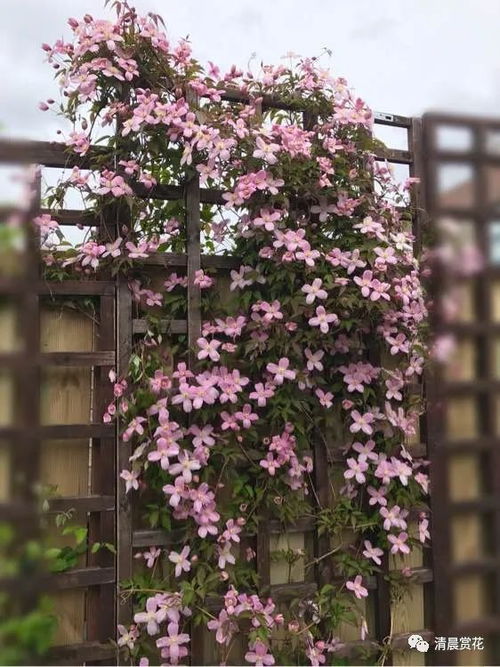 北方冬季屋顶花园的花草选择