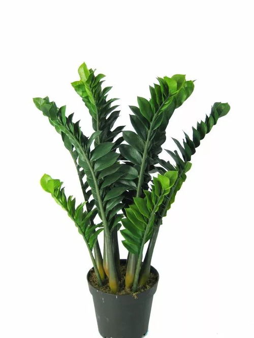 发财树小盆景生长健康， 要给予充沛的阳光