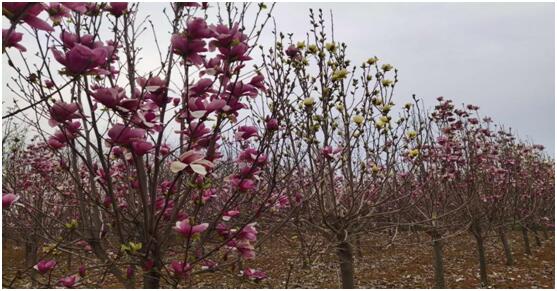 南召县皇后乡的玉兰花卉苗木财富之路