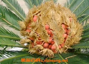铁树果实能吃吗？这可是个让人好奇的问题