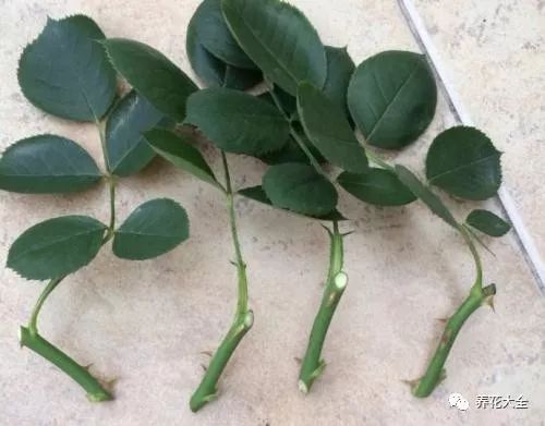 非洲堇叶片扦插，无需切半，快速生根！