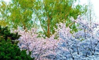 南召玉兰， 家乡之美