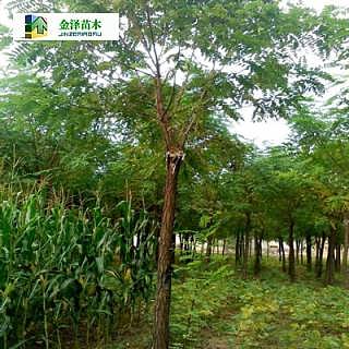 市场假劣苗木曝光