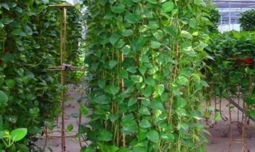 周口种植户的教训