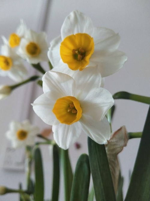 南美水仙， 卧室里的“小客人”