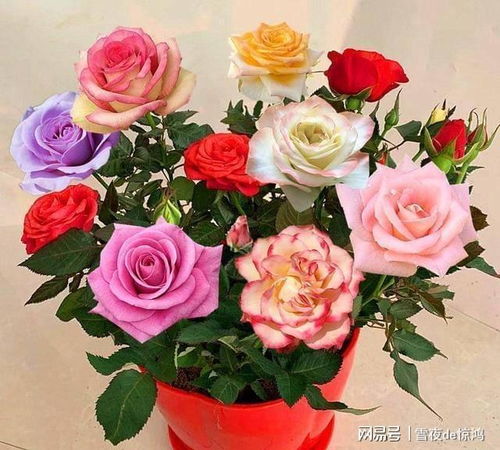 多色多彩的伊芙紫苑月季