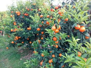 沃柑苗的价格与产地大揭秘