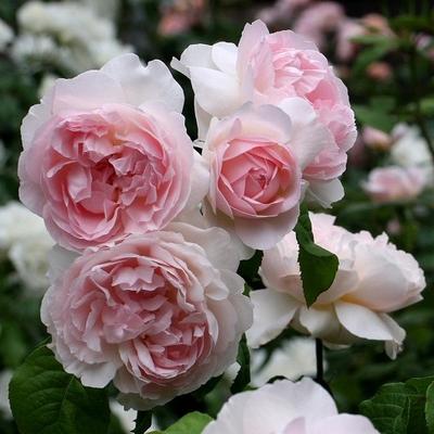 月季花开， 丰花多花品种大盘点