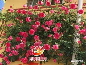 这个月季品种怎么这么好堪啊？