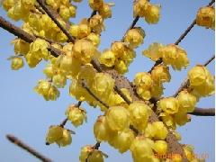 耐寒的腊梅，种植有讲究