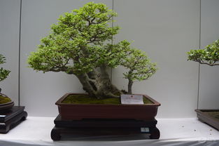 盆景的品种大揭秘