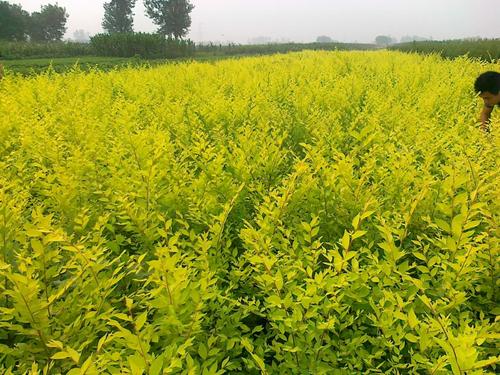 小苗移栽：一个简单的话题， 一个复杂的过程