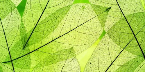 植物叶子变黄，是光合作用减弱了吗
