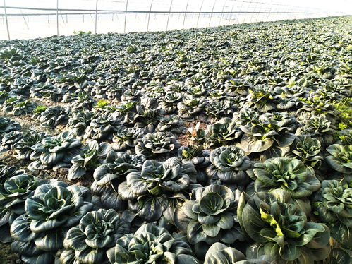 紫菜薹：扬州Zui赚钱的蔬菜