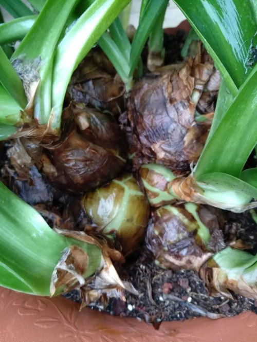 分株时间的选择