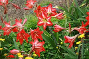 家里种百合花的小秘密