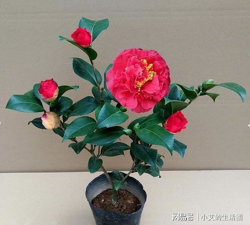 光照， 那也是不嫩少的