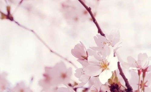 樱花：春天的使者