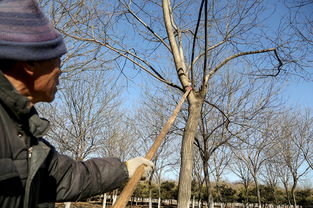 修剪，松树的理发师