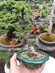 树枝弯曲造型大揭秘