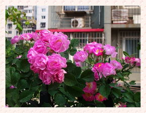 如何挑选适合自己花园的丰花月季