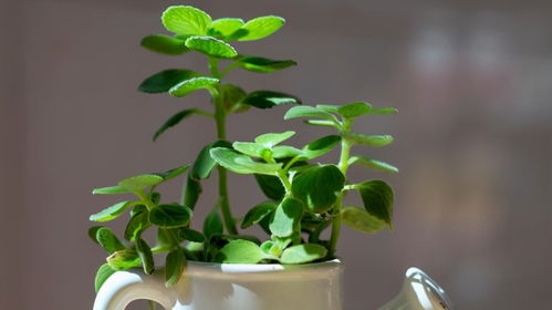 书桌摆放绿植，提升孩子学业与心情的小秘密