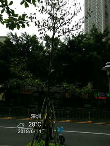 樟树、 银杏，提升城市绿化品质