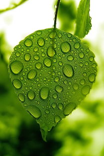 温江草木绘卷中的独特植物