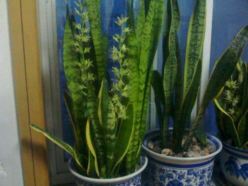 金边虎皮兰开花有什么特殊寓意，它背后的美丽与哲理又是什么